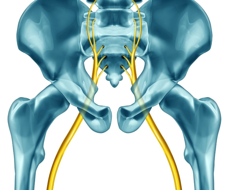 Sciatic nerve