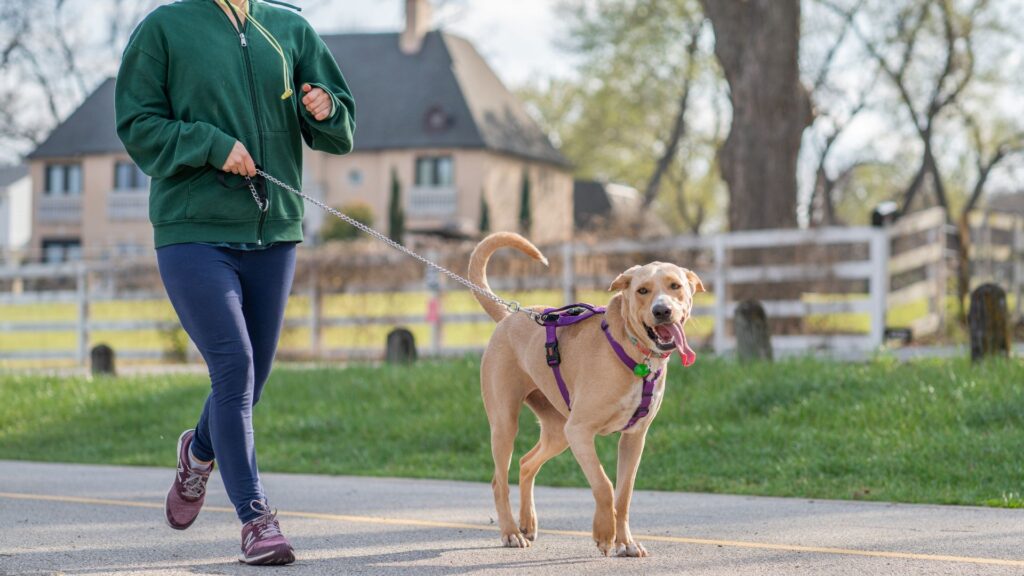 Healthy woman jogging with dog