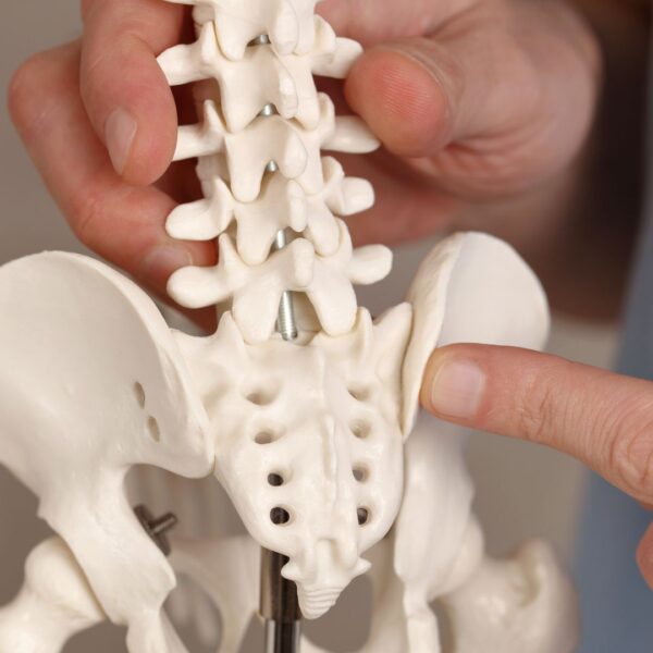 close view of someone's hands holding a model of the human skeleton pointing to the sciatic nerve area 